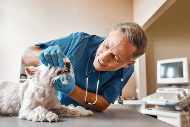 Best After-Hours Dental Trauma Care in Noroton, CT